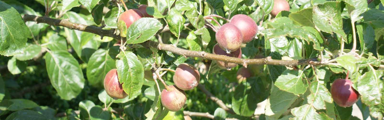 Fruit | Fruitbomen | Fruitstruiken | Klimfruit