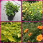 Struikenmixpakket Gloed | Struiken borderpakket | plantenpakket Oranje, Groen, Geel, Wit