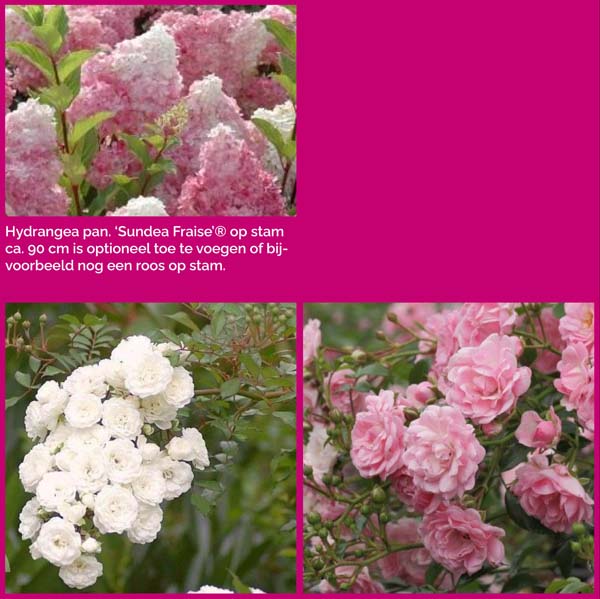 Fotocollage_struikpakket_Intens Struikenmixpakket Intens | Struiken borderpakket | plantenpakket met heesterrozen