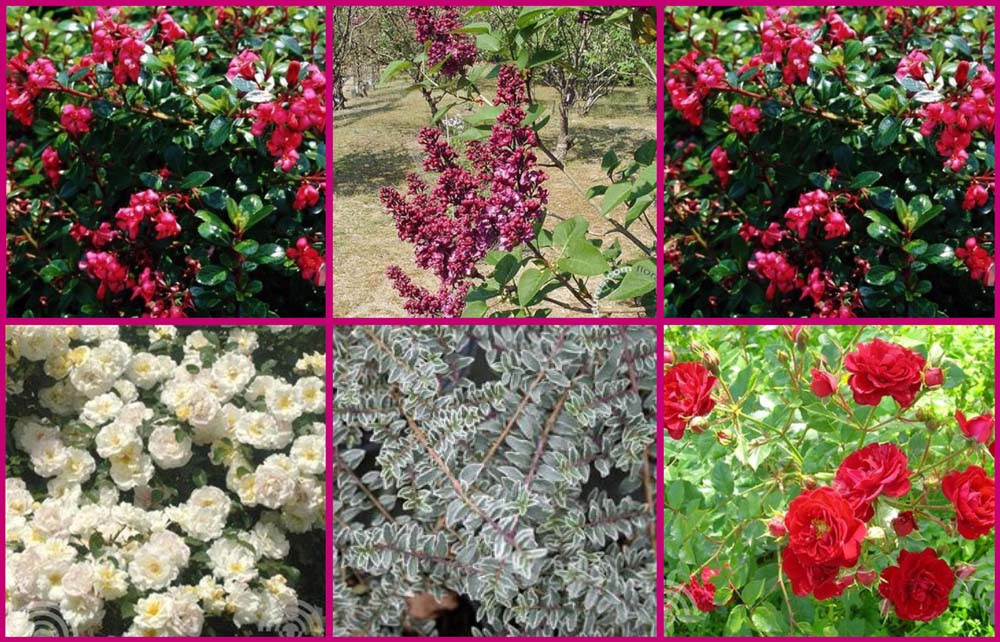Fotocollage_struikpakket_Mare Struikenmixpakket Mare | Struiken borderpakket | plantenpakket voor aan de kust