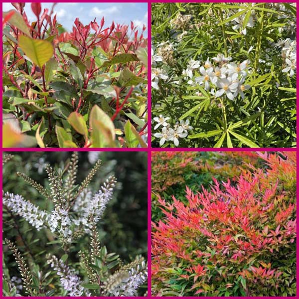 Fotocollage_struikpakket_Sense Struikenmixpakket Sense | Struiken borderpakket | Mediterrane planten