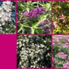 Struikenmixpakket Vivre | Struiken borderpakket | plantenpakket Roze, Wit