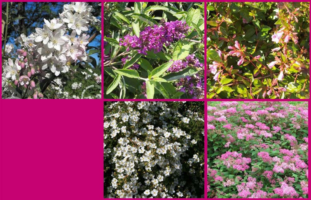 Fotocollage_struikpakket_Vivre Struikenmixpakket Vivre | Struiken borderpakket | plantenpakket Roze, Wit