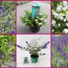 Struikenmixpakket Royal | Struiken borderpakket | plantenpakket Blauw, Wit