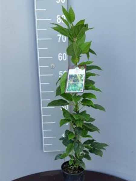 Actinidia-arguta-Issai-C80-100-6x4-1 Mini-kiwi (zeflbestuivend) | Actinidia arguta 'Issai'