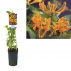 Kamperfoelie | Lonicera tellmanniana