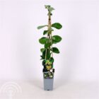 Kamperfoelie | Lonicera tellmanniana