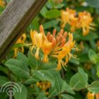 Kamperfoelie | Lonicera tellmanniana