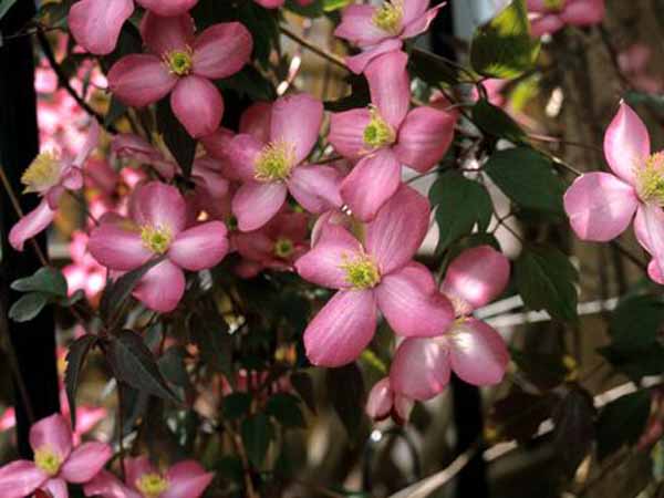Clematis montane Freda 6x4 Bergbosrank | Clematis montana 'Freda'