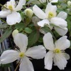 Bergbosrank | Clematis montana 'Grandiflora'