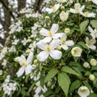 Bergbosrank | Clematis montana 'Grandiflora'