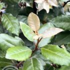 Olijfwilg | Elaeagnus ebbingei