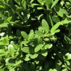 Japanse hulst - vrouwelijk | Ilex crenata 'Dark Green'