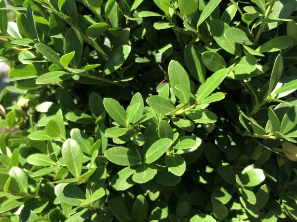 Japanse hulst - vrouwelijk | Ilex crenata 'Dark Green'