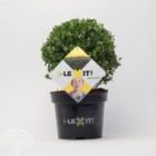 Japanse hulst - vrouwelijk | Ilex crenata 'Dark Green' | Bolvorm
