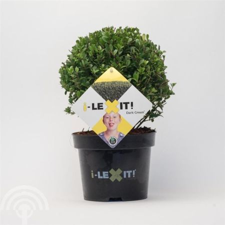 Ilex crenata Dark Green Bolvorm 15cm 45x45 Japanse hulst - vrouwelijk | Ilex crenata 'Dark Green' | Bolvorm