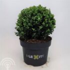 Japanse hulst - vrouwelijk | Ilex crenata 'Dark Green' | Bolvorm