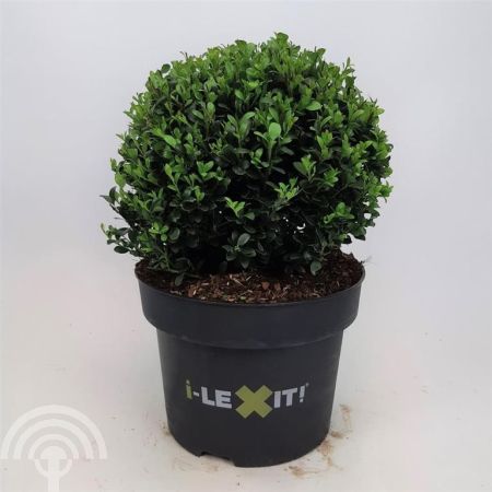 Ilex crenata Dark Green Bolvorm 25cm 45x45 Japanse hulst - vrouwelijk | Ilex crenata 'Dark Green' | Bolvorm