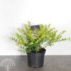 Japanse hulst - vrouwelijk | Ilex crenata 'Golden Gem'