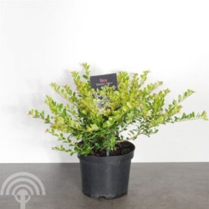 Japanse hulst - vrouwelijk | Ilex crenata 'Golden Gem'