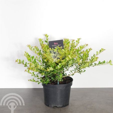 Ilex-crenata-Golden-Gem C2 45x45 Japanse hulst - vrouwelijk | Ilex crenata 'Golden Gem'