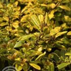 Japanse hulst - vrouwelijk | Ilex crenata 'Golden Gem'