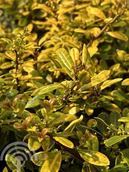 Japanse hulst - vrouwelijk | Ilex crenata 'Golden Gem'
