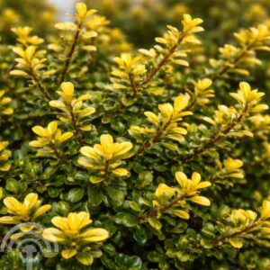 Japanse hulst | Ilex crenata 'Golden Tip'