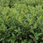 Struik kamperfoelie | Lonicera pileata