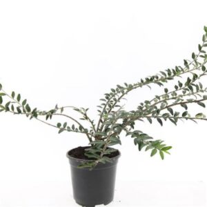 Struik kamperfoelie | Lonicera pileata