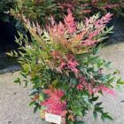 Hemelse bamboe | Nandina domestica 'Obsessed'