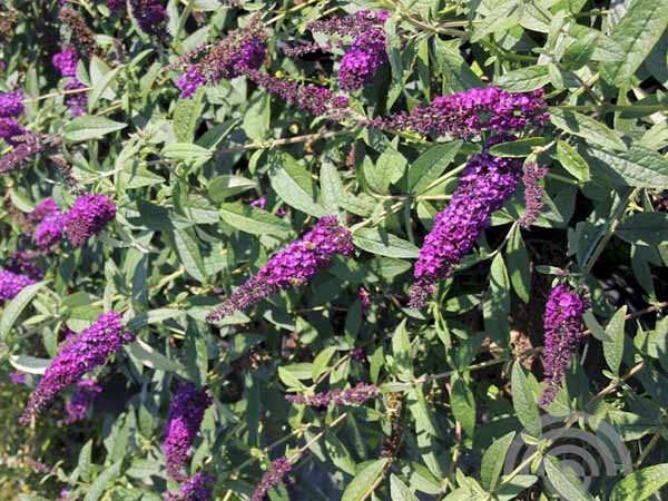Buddleja davidii African Queen 6x4 Vlinderstruik | Buddleja davidii 'African Queen'