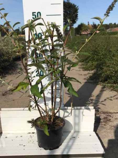 Buddleja-davidii-Empire-Blue-C2-6x4-1 Vlinderstruik | Buddleja davidii 'Empire Blue'