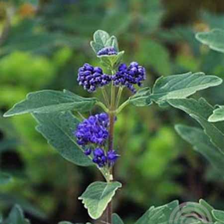 Caryopteris clandonensis Grand Blue 45x45 Caryopteris - Blauwe spirea | Caryopteris clandonensis 'Grand Blue'®