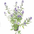 Caryopteris - Blauwe spiraea | Caryopteris clandonensis ‘Heavenly Blue’