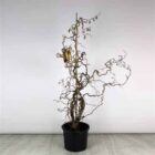 Kronkelhazelaar | Corylus avellana 'Contorta'