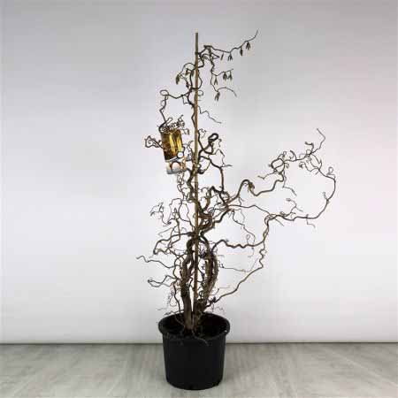 Corylus-avellana-Contorta-c7.5-45x45-1 Kronkelhazelaar | Corylus avellana 'Contorta'