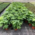 Vingerplant | Fatsia japonica