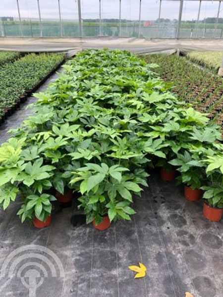 Fatsia japonica C225-30 6x4 Vingerplant | Fatsia japonica