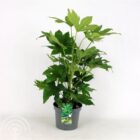 Vingerplant | Fatsia japonica