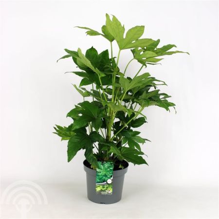 Fatsia japonica C5 45x45 Vingerplant | Fatsia japonica