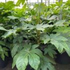Vingerplant | Fatsia japonica