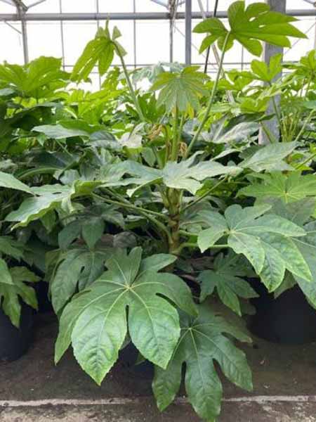 Vingerplant | Fatsia japonica