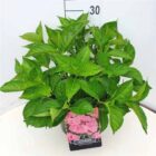 Hortensia - schermvormig | Hydrangea macrophylla 'Mariesii Perfecta'