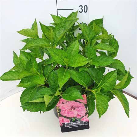 Hydrangea macrophylla Mariesii Perfecta C3 45x45kopie Hortensia - schermvormig | Hydrangea macrophylla 'Mariesii Perfecta'