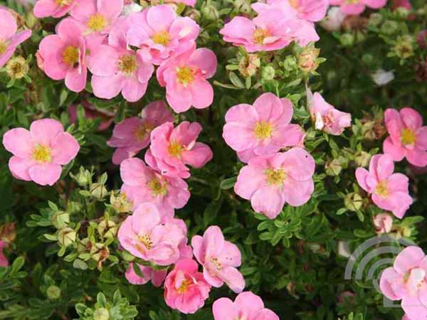 Potentilla fruticosa Pink Queen bloem 6x4 Heesterganzerik | Potentilla fruticosa 'Pink Queen'