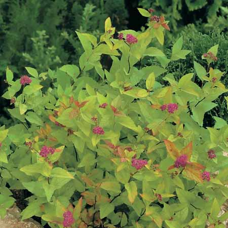 Spiraea japonica 'Firelight' C2 45x45 Spierstruik | Spiraea japonica 'Firelight'