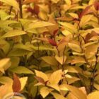 Spierstruik | Spiraea japonica 'Firelight'
