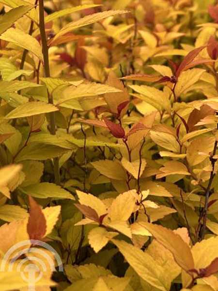 Spierstruik | Spiraea japonica 'Firelight'