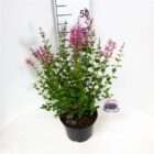 Dwergsering | Syringa bloomerang® 'Pink Perfume'